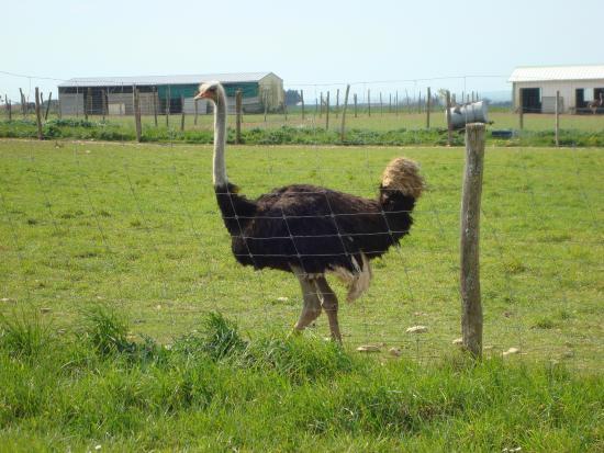 Priorale Saint Pierre